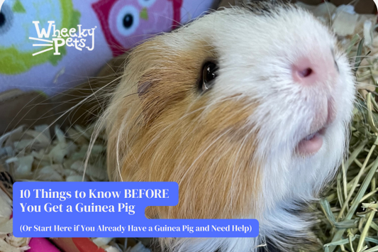 Cute guinea pig looking up at owner