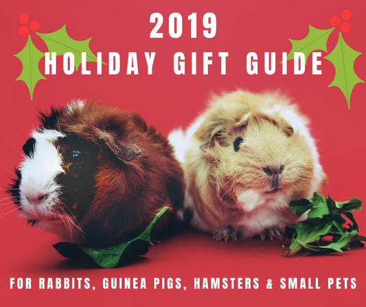 Two guinea pigs with holly on red background