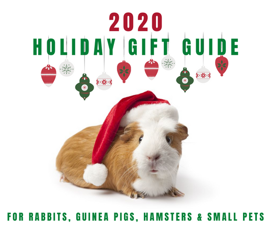 Christmas guinea pig in Santa hat with holiday ornaments above