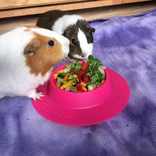 Two guinea pigs eating a salad from a pink STAYbowl tip-proof bowl