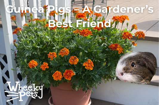 Guinea pig sitting next to pot of marigold flowers