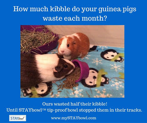 Do your guinea pigs like to flip their food bowl over?