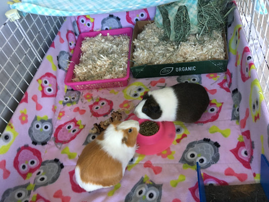 Two guinea pigs in their cage with fleece liner