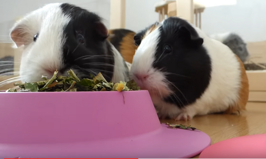 Larger STAYbowl™ has just arrived! Perfect for veggies, or for 3-6 guinea pigs!