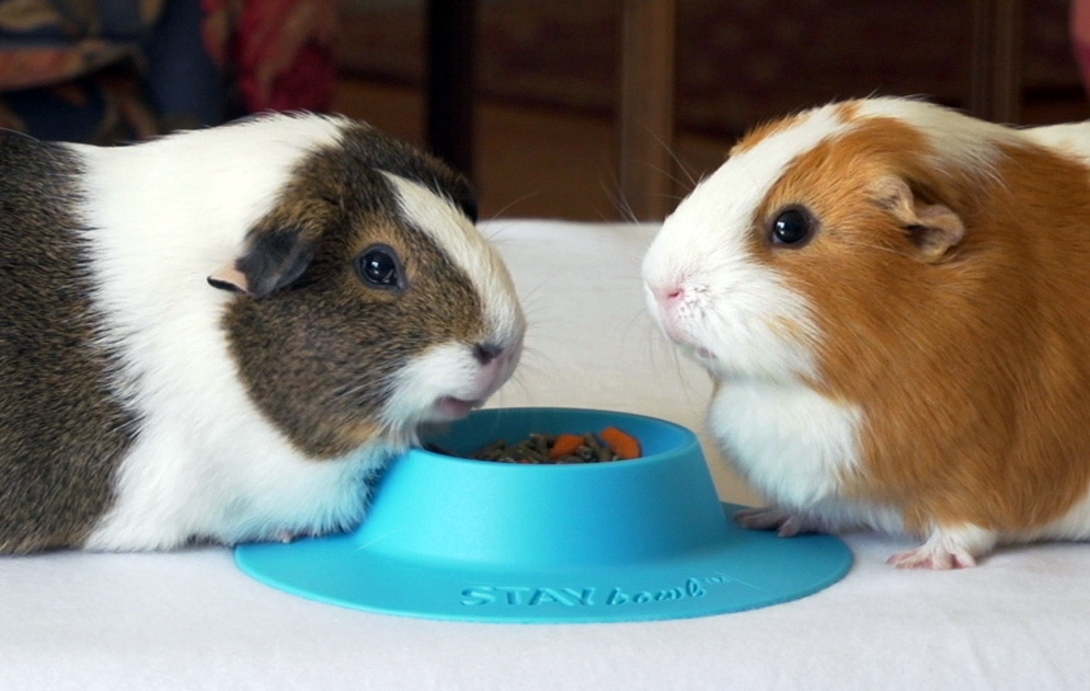 Two guinea pigs eating kibble out of a small sky blue STAYbowl.