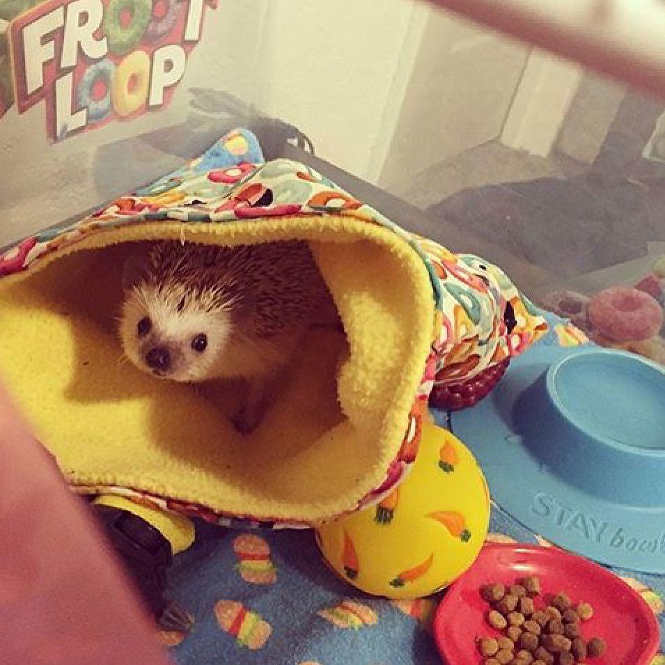 A hedgehog keeping warm next to a WheekyⓇ Treat Ball.