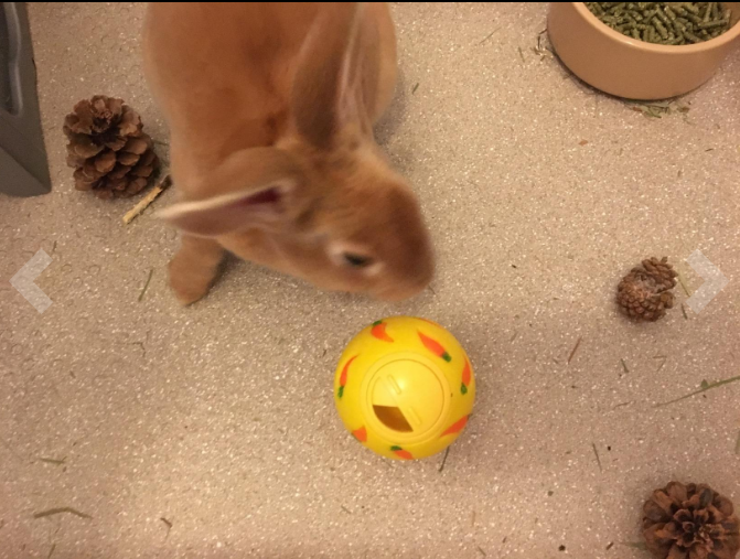 A rabbit eating from a WheekyⓇ Treat Ball.