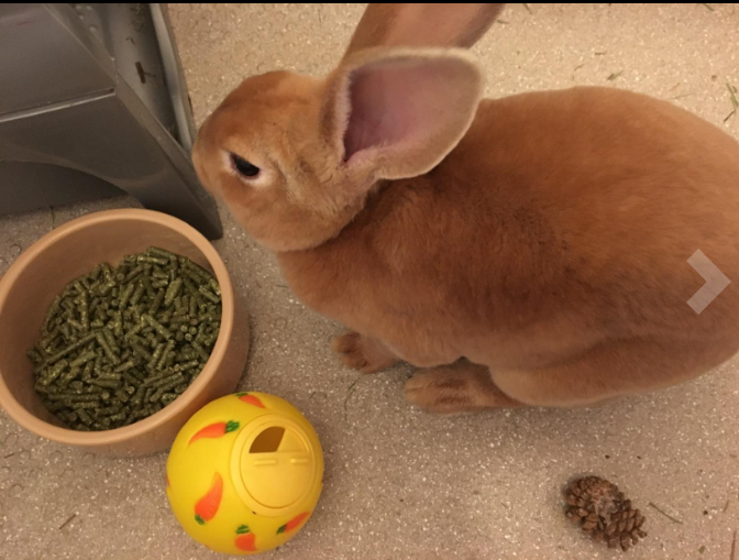 A rabbit sitting next to a WheekyⓇ Treat Ball.