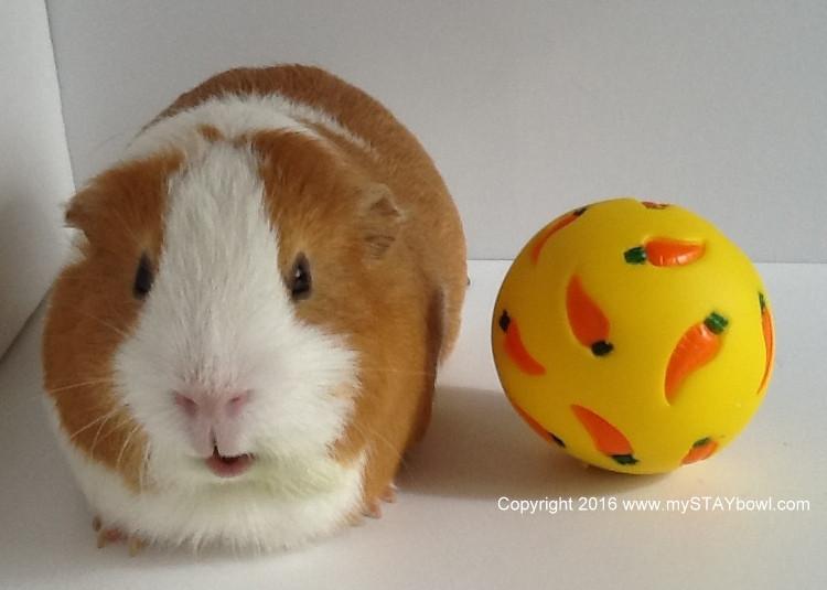 A guinea pig next to a WheekyⓇ Treat Ball.