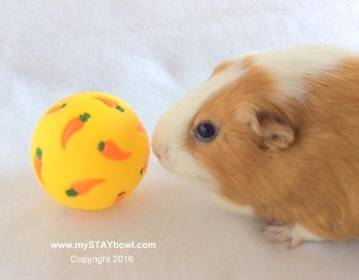 A small guinea pig playing with a WheekyⓇ Treat Ball.