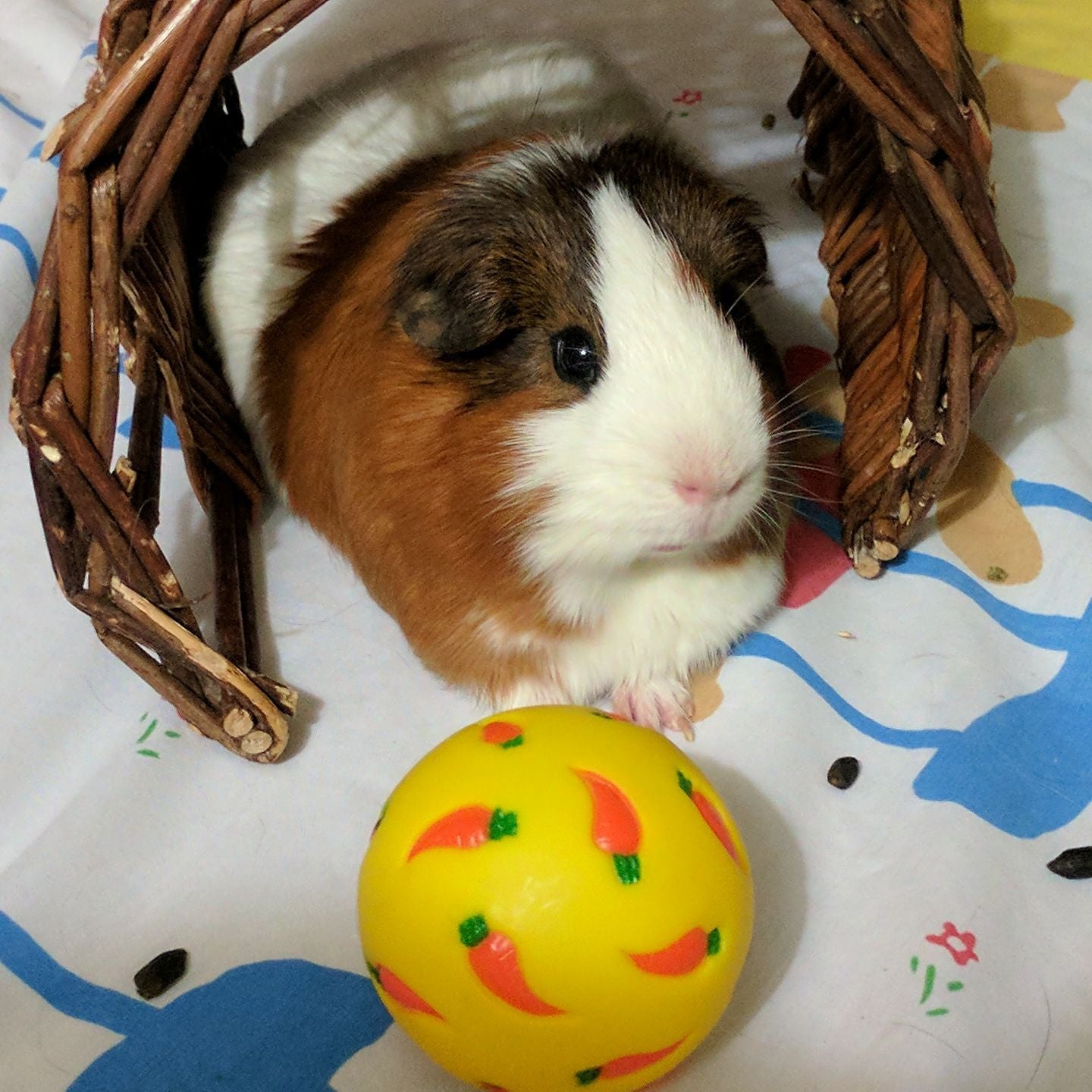 A large guinea pig laying next to a WheekyⓇ Treat Ball.