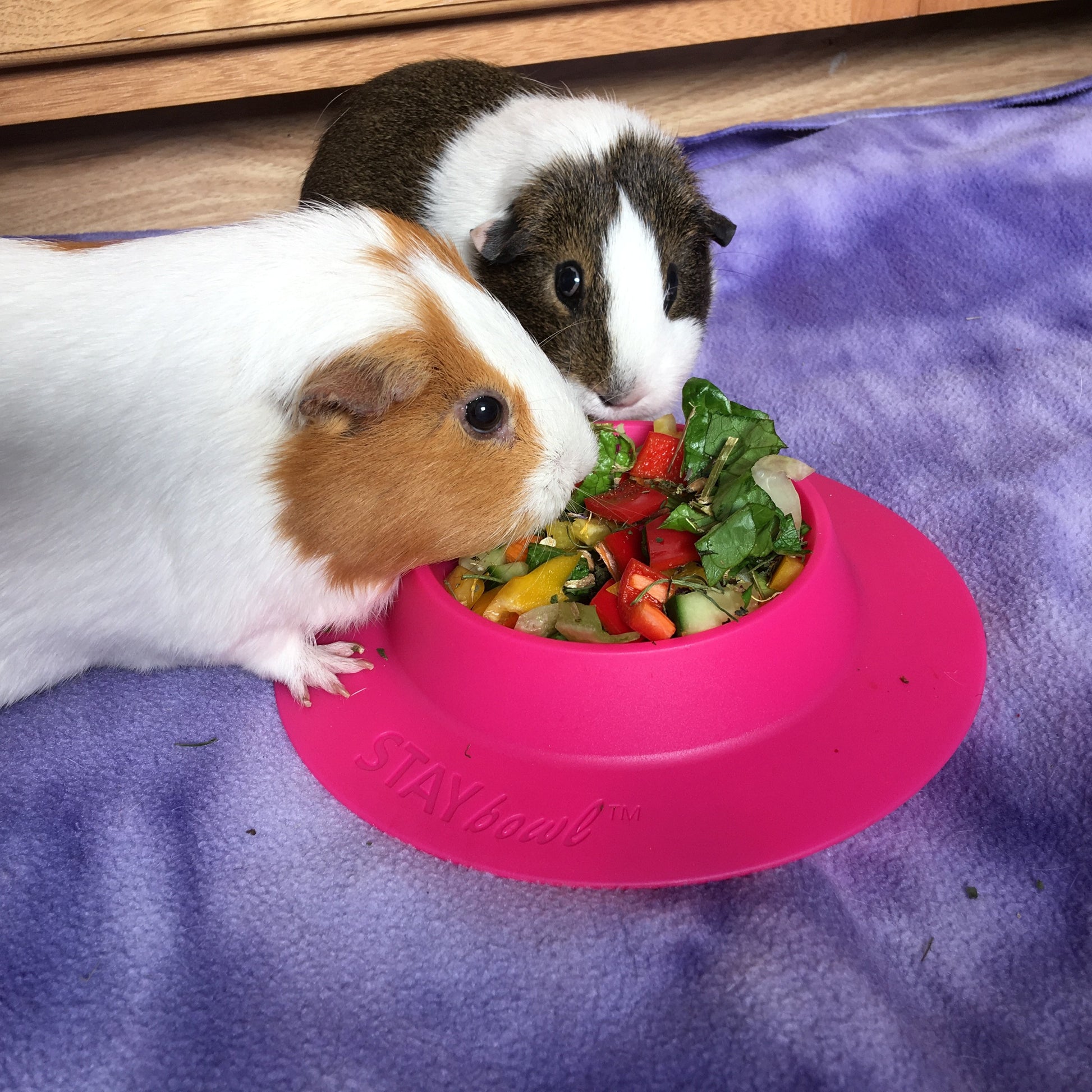 Large (¾-cup) Fuchsia Pink STAYbowlⓇ Tip-Proof Bowl with two Guinea Pigs eating from it  - Wheeky Pets, LLC