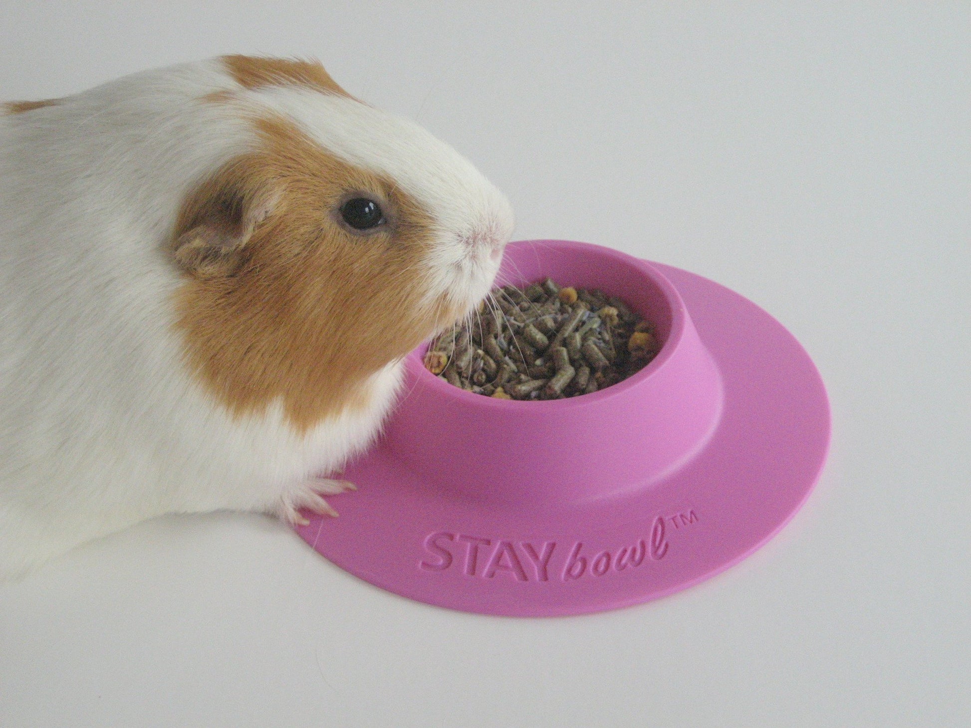 STAYbowlⓇ Tip-Proof Bowl for Guinea Pigs and Small Pets (1-2 guinea pigs) - SIZE SMALL (1/4 cup) - Wheeky Pets, LLC