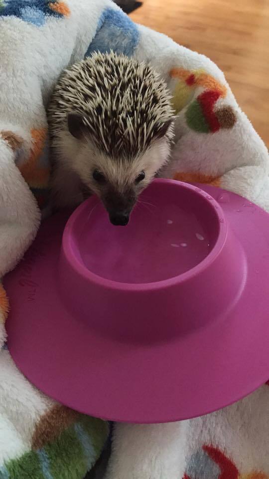 Small (1/4-cup) Lilac Purple STAYbowlⓇ Filled with Water being used by a small hedgehog - Wheeky Pets, LLC