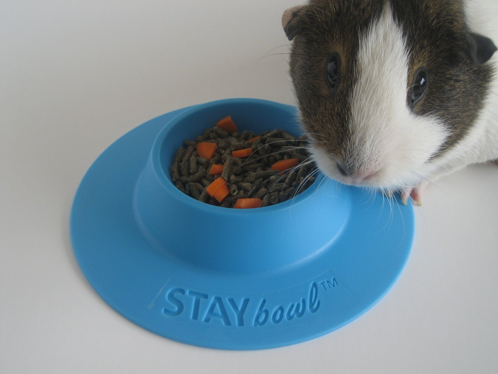 Small (1/4-cup) Sky Blue STAYbowlⓇ Filled with Kibble and one Guinea Pig eating out of it - Wheeky Pets, LLC