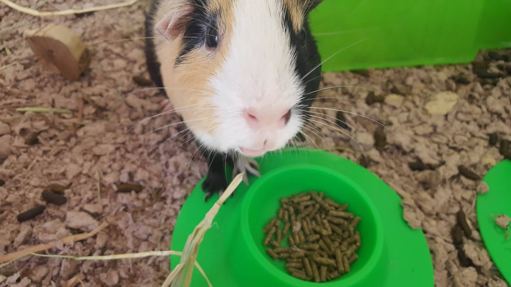 STAYbowlⓇ Tip-Proof Bowl for Guinea Pigs and Small Pets (1-2 guinea pigs) - SIZE SMALL (1/4 cup) - Wheeky Pets, LLC
