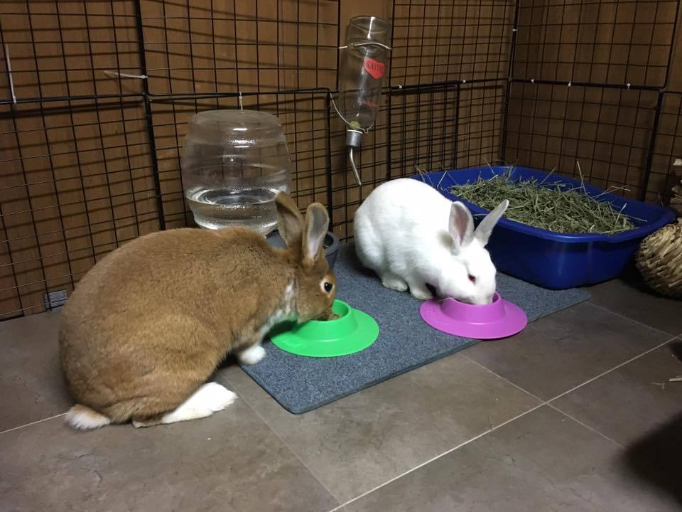 Two Large STAYbowlⓇ's with two rabbits eating out of them - Wheeky Pets, LLC