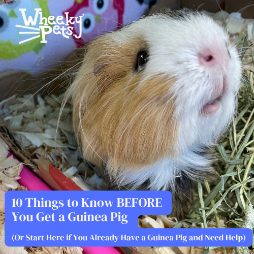 10 Things to Know BEFORE You Get a Guinea Pig  (Or Start Here if You Already Have a Guinea Pig and Need Help)