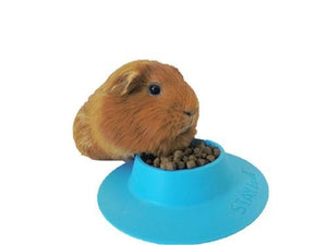 STAYbowl™ -- Why every guinea pig owner needs one