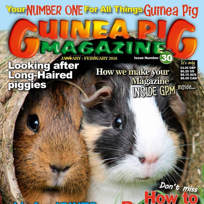 STAYbowl(TM) featured in latest issue of Guinea Pig Magazine!