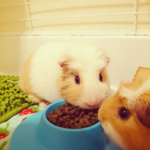 Too Much of a Good Thing Is Bad for Guinea Pigs -- STAYbowl™ Helps with Portion Control