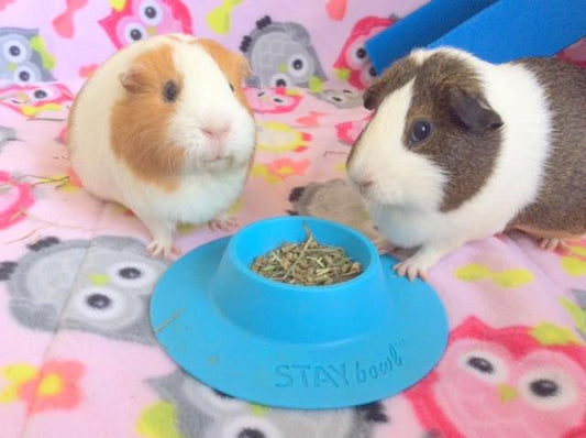 Guinea Pig Nutrition: Four Simple Rules