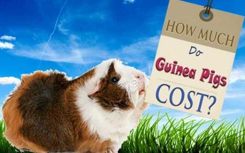 Guinea Pigs Cost More Than You Might Think