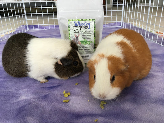 Two guinea pigs eating pea flakes