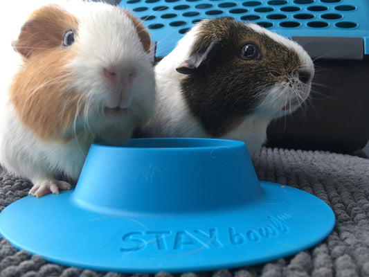 Two guinea pigs with blue STAYbowl tip-proof pet bowl
