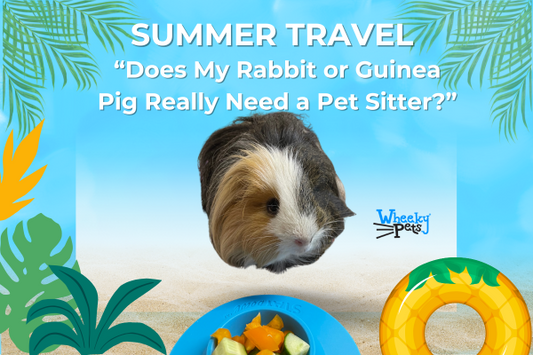 Guinea pig with STAYbowl with summer background