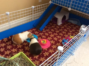 New Piggy Palace: Taking It to the Next Level