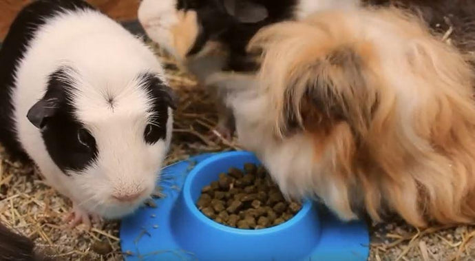 STAYbowl™ vs. a Herd of EIGHT Guinea Pigs! Guess Who Wins??