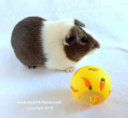 A brown and while guinea pig next to a WheekyⓇ Treat Ball.