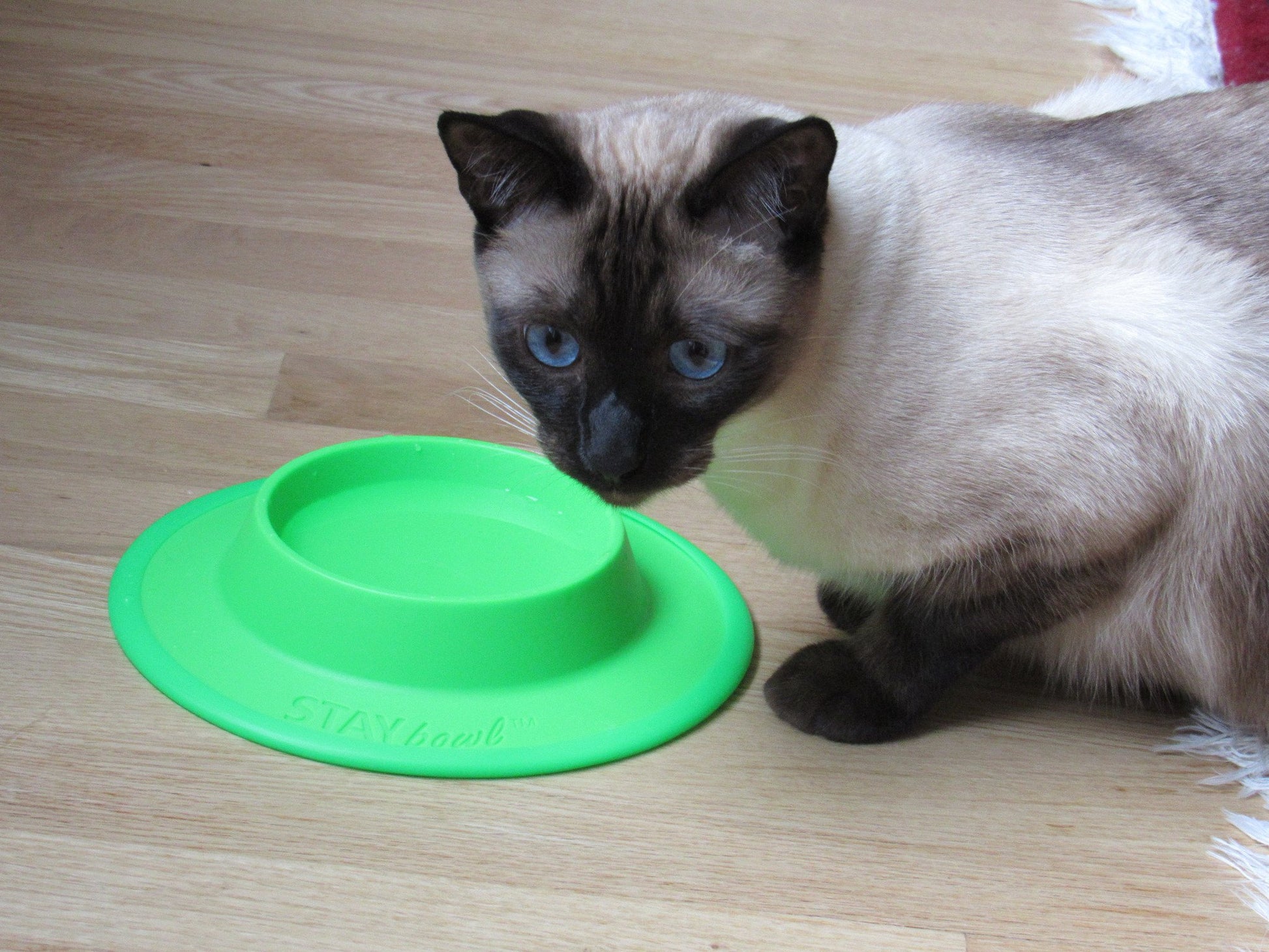 STAYbowlⓇ NO-SLIP/NO-TIP Food and Water Bowl for Cats (3/4 CUP SIZE) - Wheeky Pets, LLC (Green Oak Technology Group)