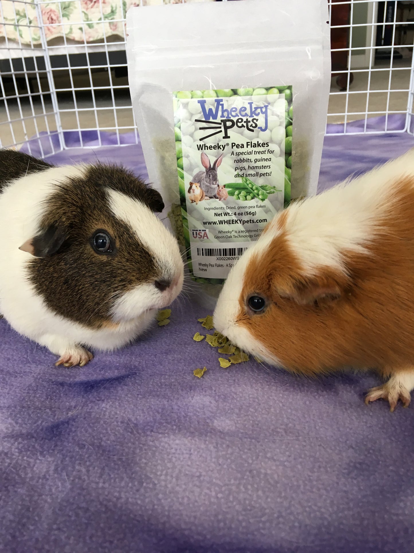 Two guinea pigs sharing WheekyⓇ Pea Flakes.