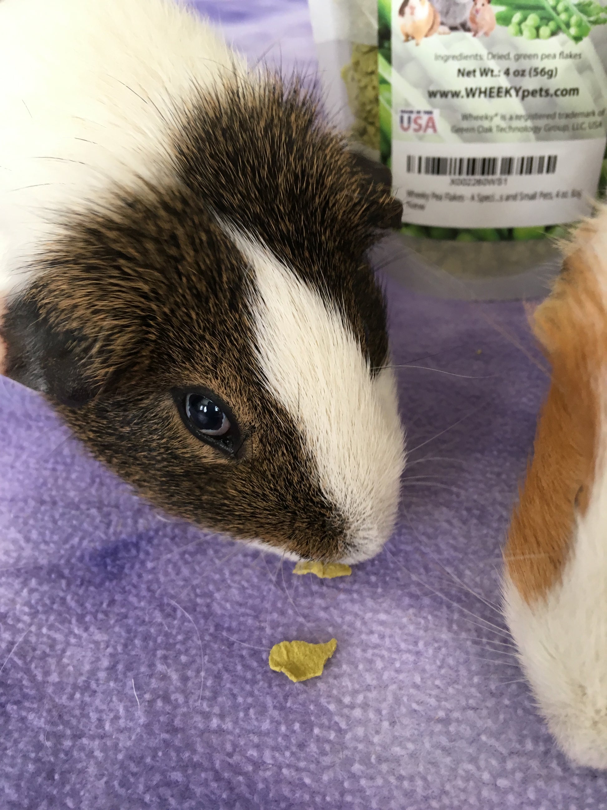 Two guinea pigs eating WheekyⓇ Pea Flakes on a lilac blanket.