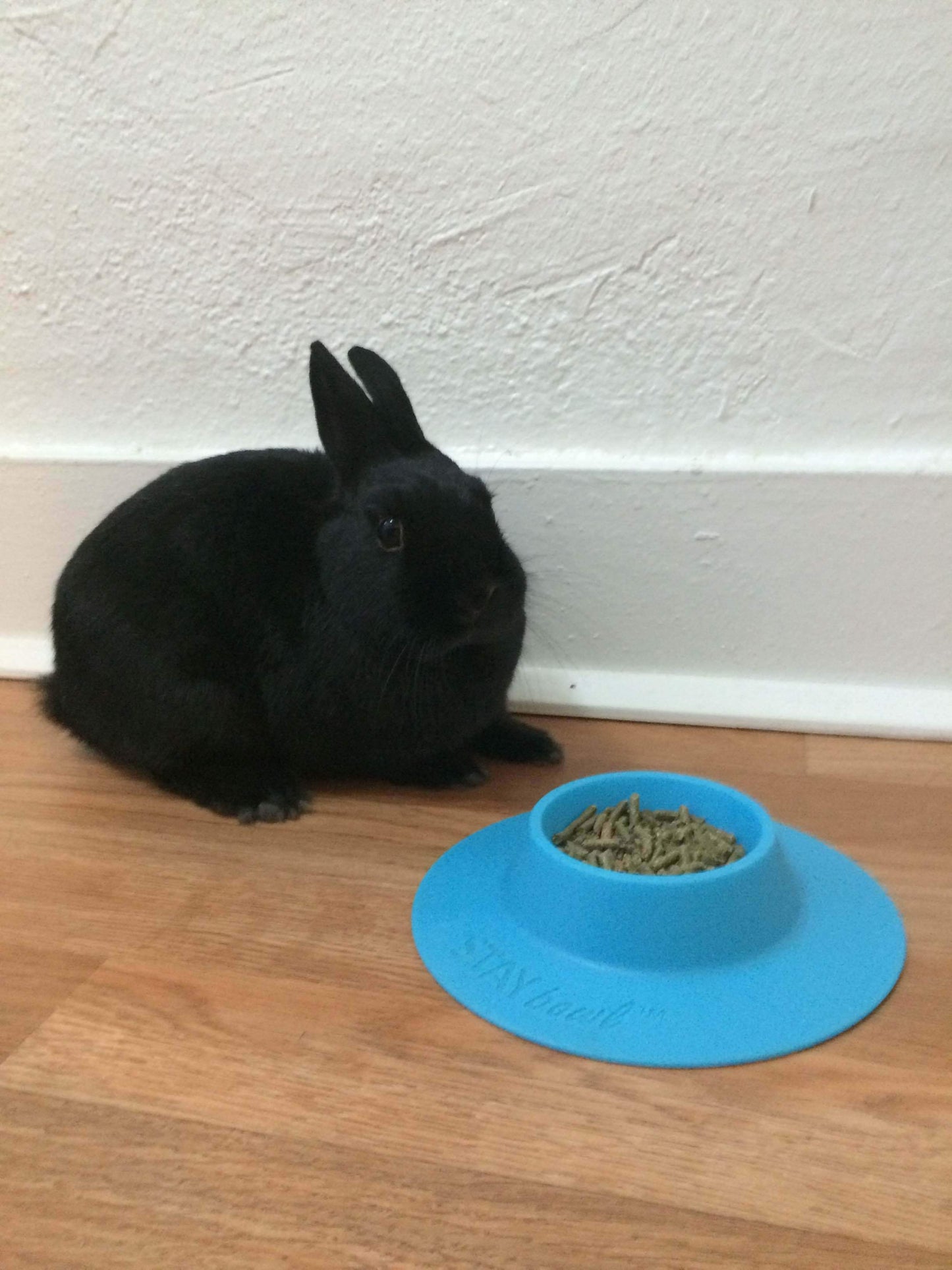 Small (1/4-cup) Sky Blue STAYbowlⓇ Filled with Kibble and one rabbit eating out of it - Wheeky Pets, LLC