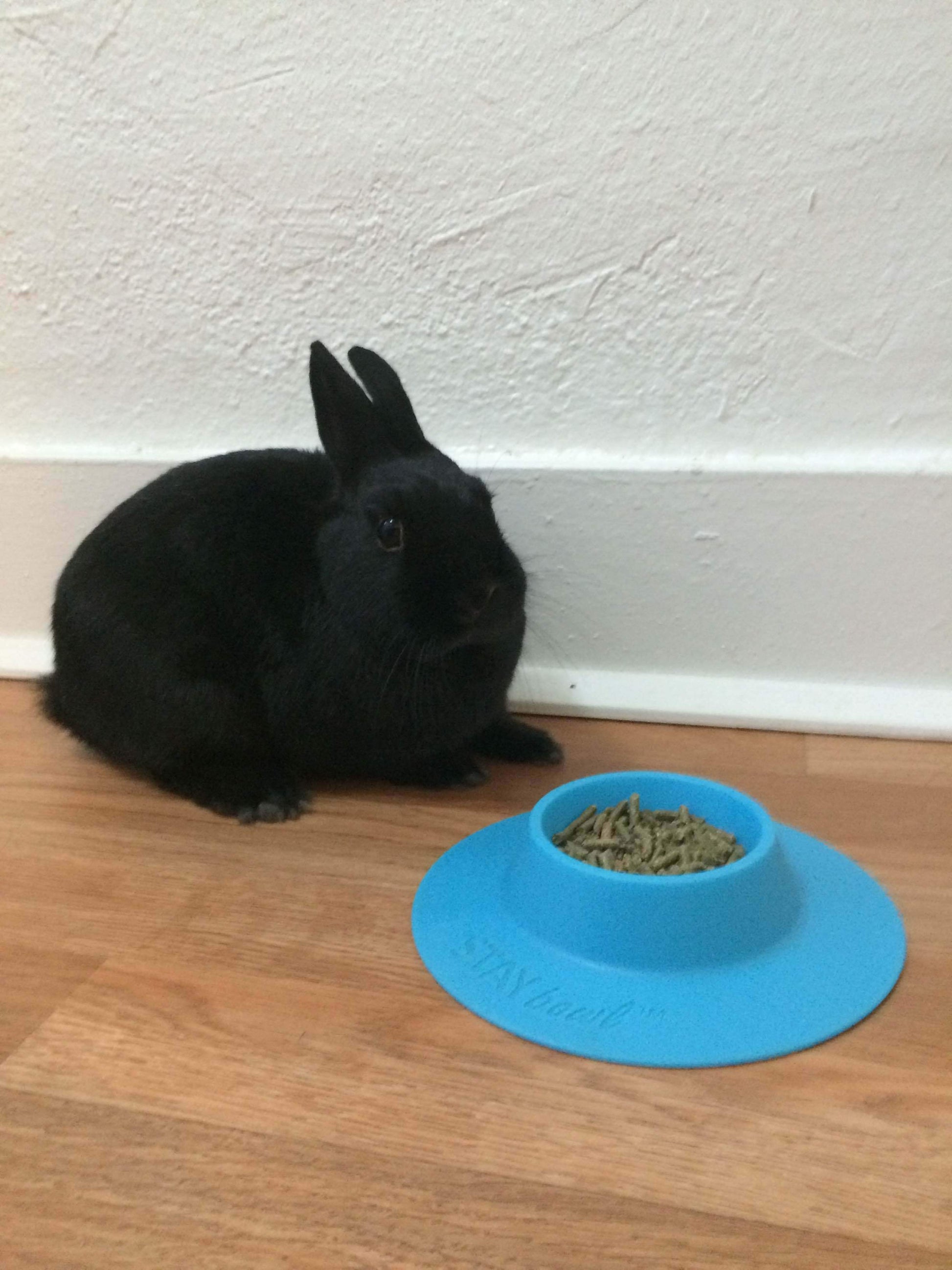 Small (1/4-cup) Sky Blue STAYbowlⓇ Filled with Kibble and one rabbit eating out of it - Wheeky Pets, LLC