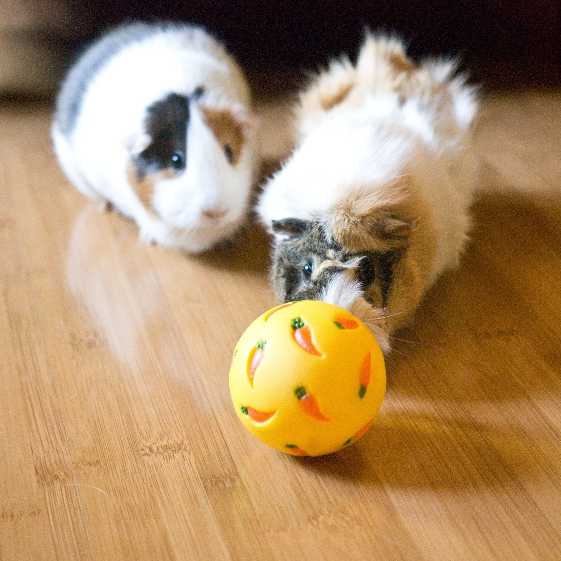 Two fluffy guinea pigs chasing a WheekyⓇ Treat Ball.